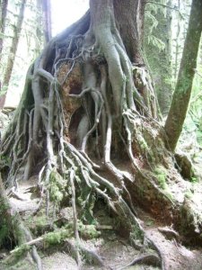 4653_104333387801_8333158_n