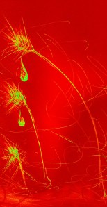 Discipleship--Patrick Murphy