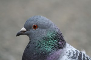 Pigeon_close-up