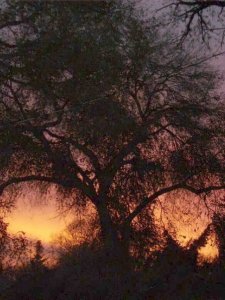 2317_63785017801_961_n