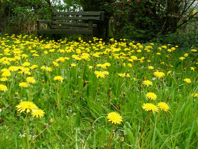 lawn_care_dandelion_weeds